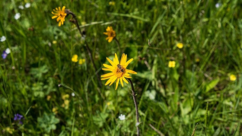 dettaglio di un fiore di arnica con un'ape appoggiata sopra al fiore