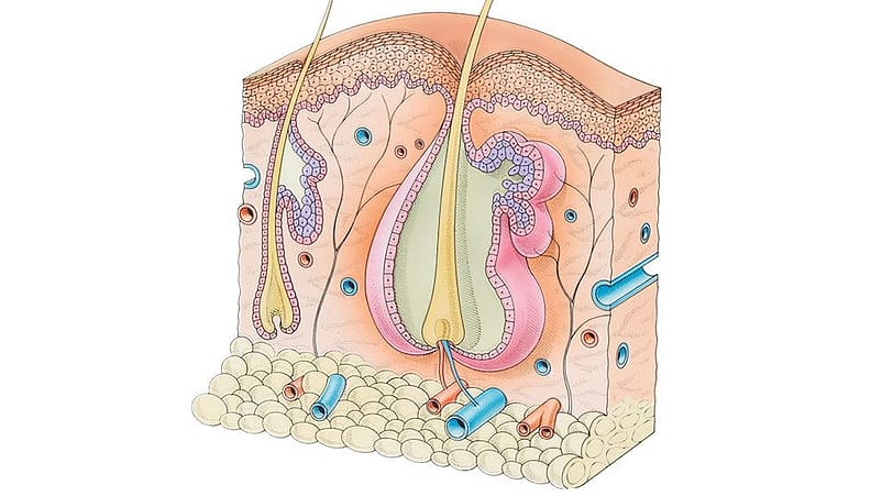 Illustration på hudens lager