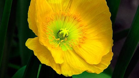 pavot jaune de Californie