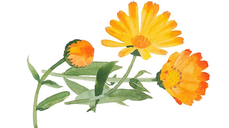 Calendula