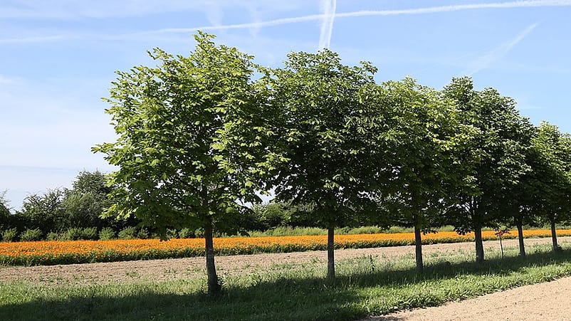 fleurs éclatantes du calendula