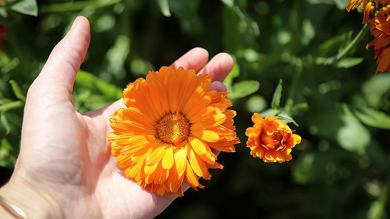 cueillette du calendula