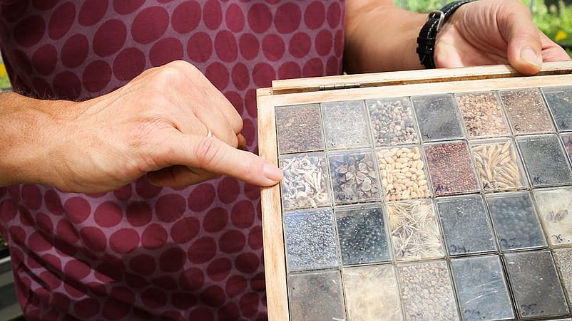 Les graines de calendula