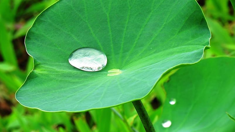 regentropfen auf einem blatt