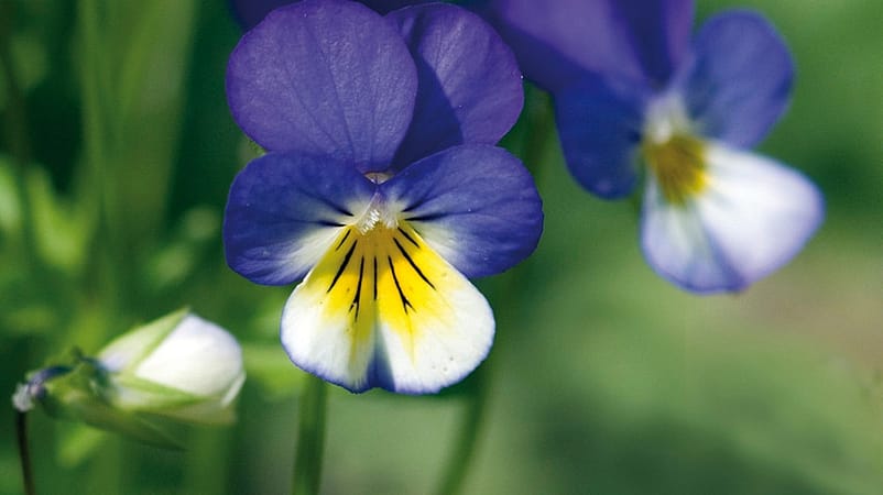 Extrait de pensée sauvage