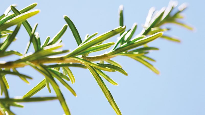 Extrait de feuille de romarin bio