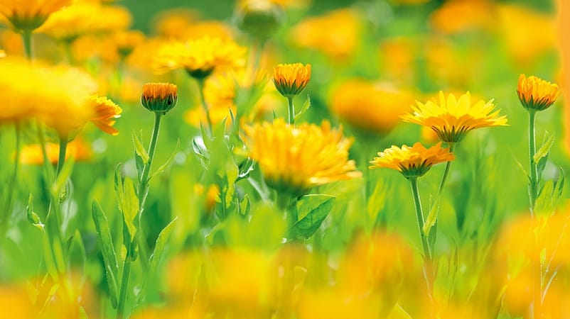 Extrait de calendula bio