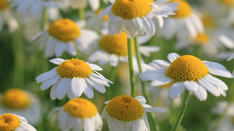 Extrait de camomille bio