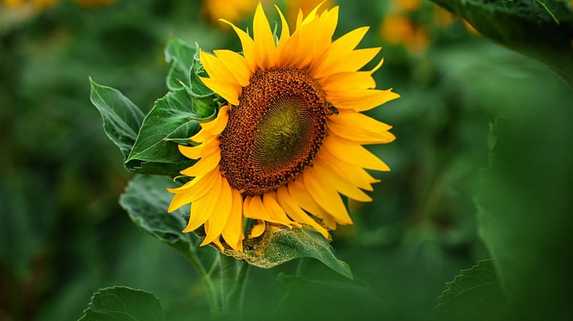 L'huile de tournesol