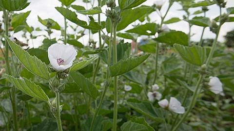 Eibisch Pflanze mit weissen Blueten