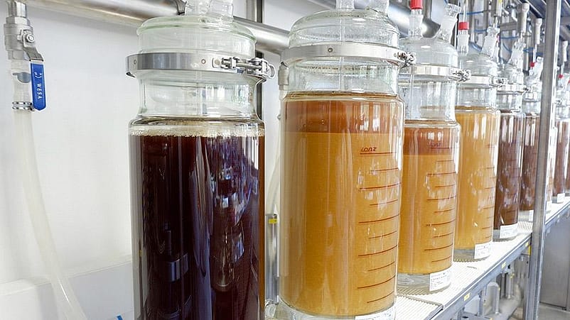 Grosse Glasbehaelter mit verschiedenen Pflanzenextrakten