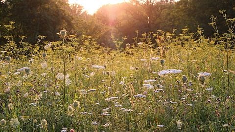 Blumenwiese in der Abenddaemmerung