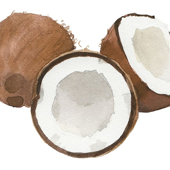 dibujo de aceite de coco