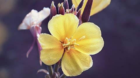Evening Primrose