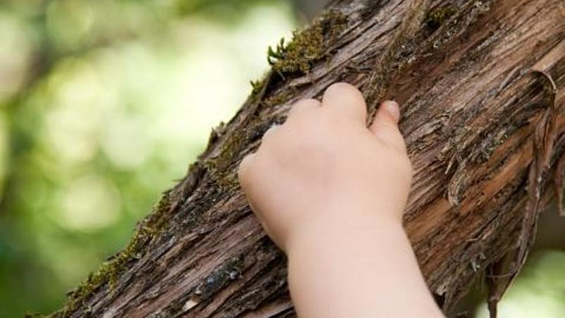 bebe tocando el tronco de un árbol con la mano