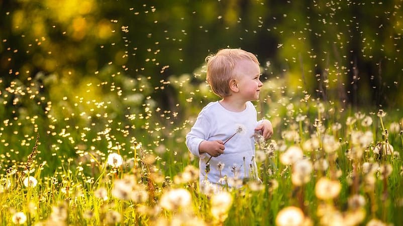 niño en el parque con un diente de leon en la mano