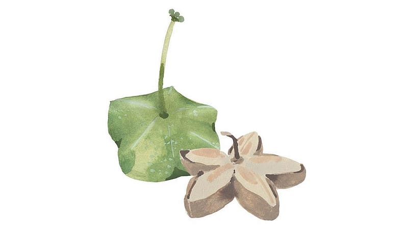 aceite de sacha inchi