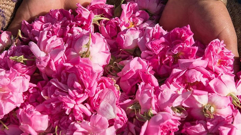 farming planting blue gentian