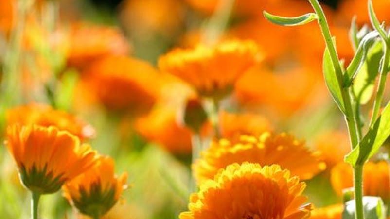 Calendula flowers