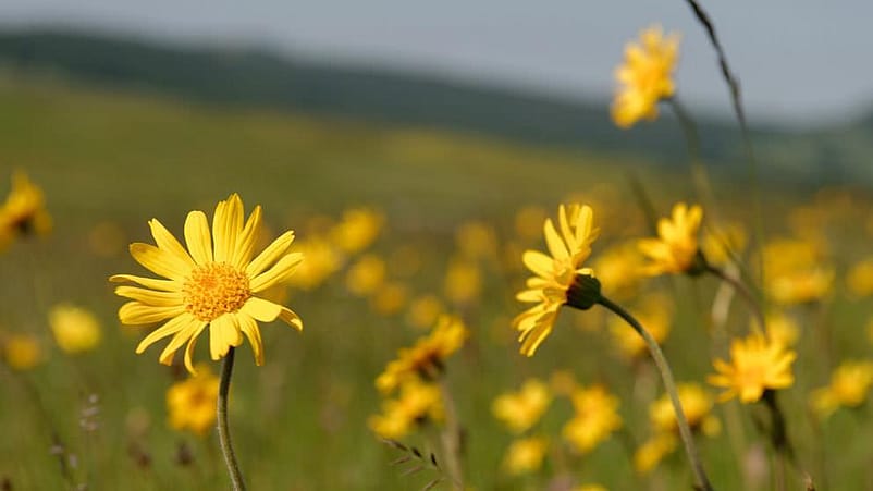 prairie d'arnica