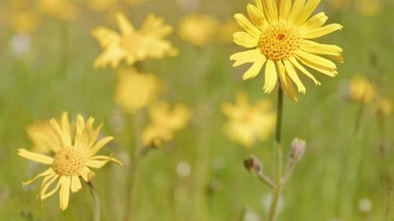 champs de fleurs arnica