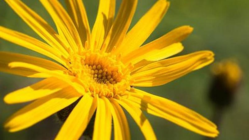 Arnica bloem