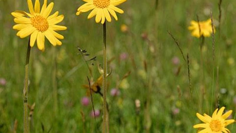 Arnica
