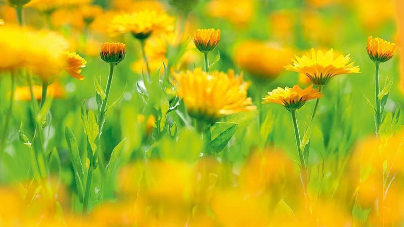 campo de flores de calendula