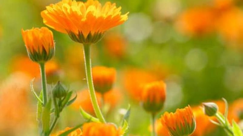 Calendulablumen