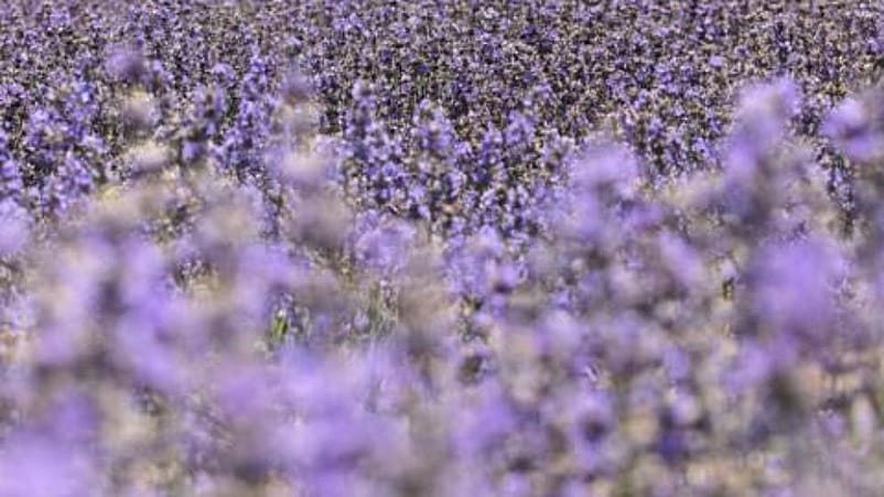 Campo con plantas de lavanda