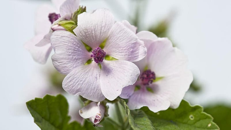 White Mallow blomma