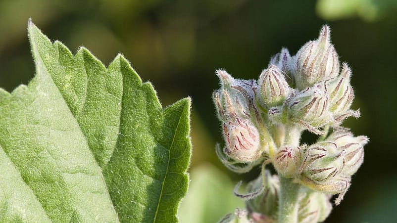 Witte malva gesloten