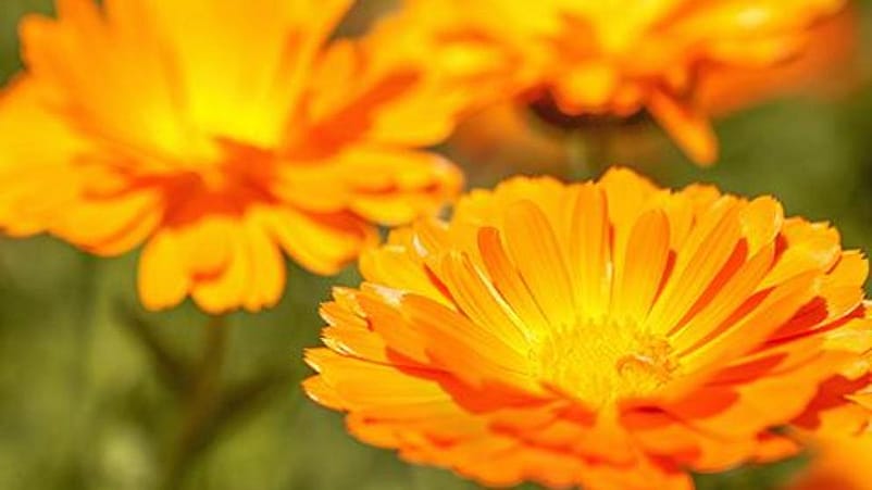 flores de calendula