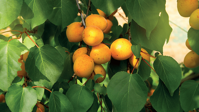 albaricoque en el arbol
