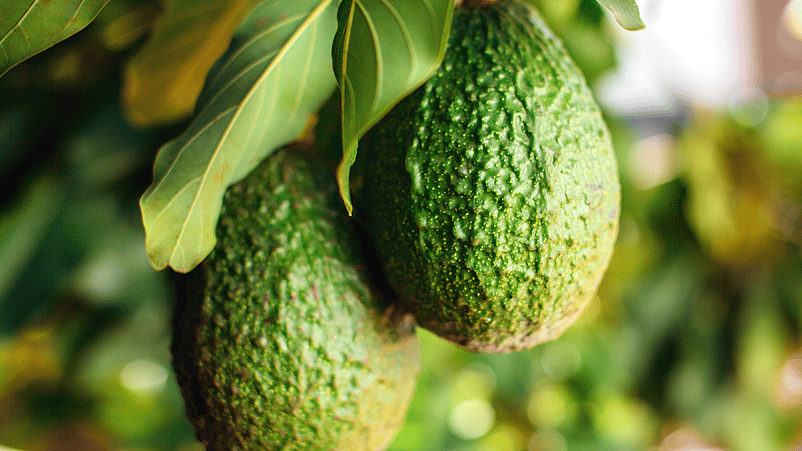 Aguacate en el arbol