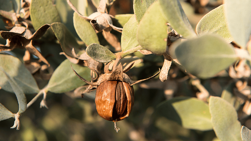 jojoba en la planta