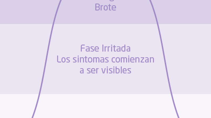 descripción de las diferentes capas de la piel