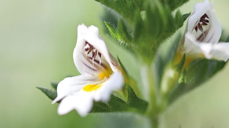 Euphrasia close up