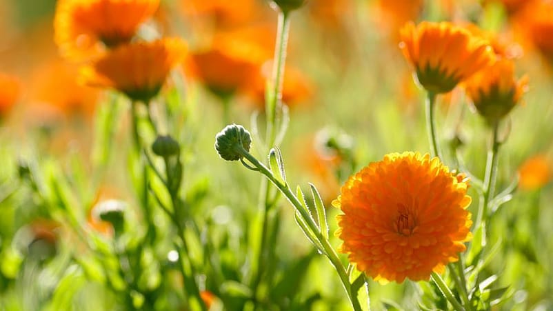 Calendula officinalis - souci
