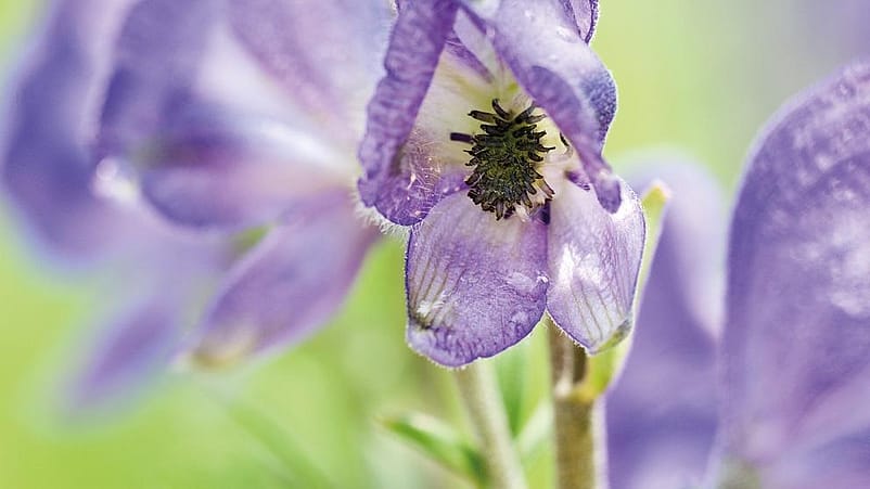 Aconitum