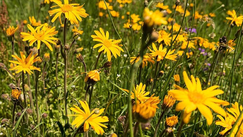 Arnika Blumen auf der Wiese