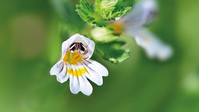 Euphrasia officinalis