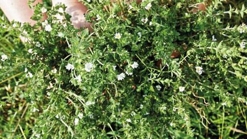 Euphrasia officinalis