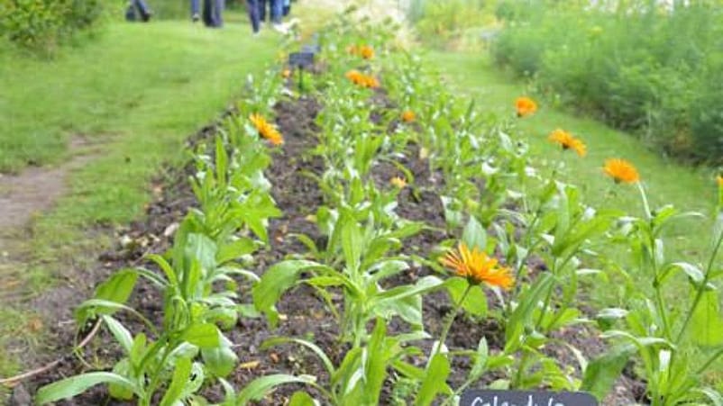 cueillette plantes sauvages