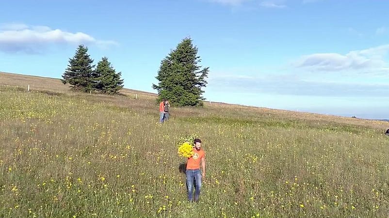cueillette des plantes sauvages