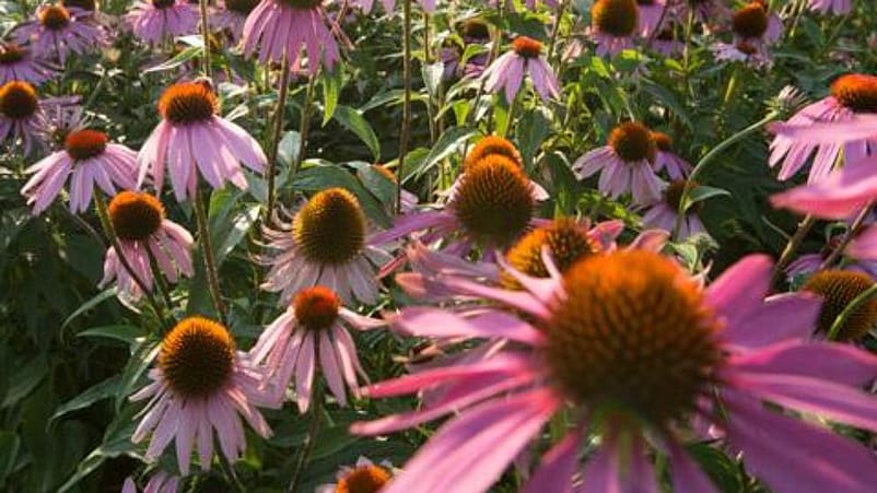 échinacée