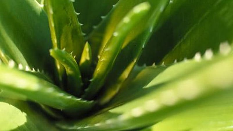 Aloe Vera
