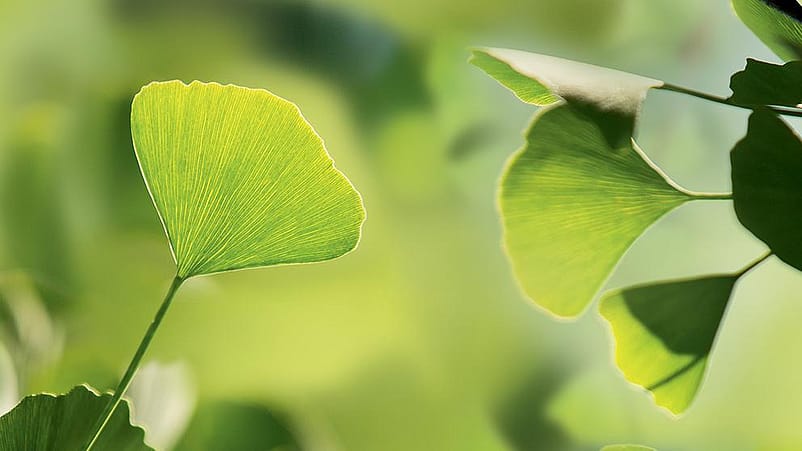 Ginkgo feuilles