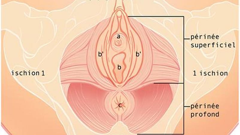schéma appareil génital féminin
