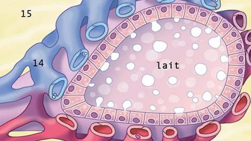 illustration de l'intérieur du sein pendant l'allaitement